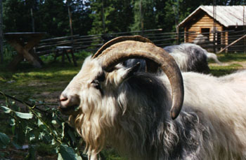 2 Tuffe Foto Utmarksmuseet.jpg